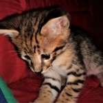 Savannah, F-2B, Male, BST, Adonis, DOB 6-2-19