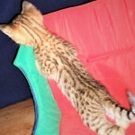 Savannah, F-2B, Male, BST, Adonis, DOB 6-2-19