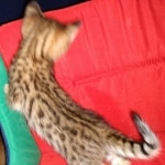 Savannah, F-2B, Male, BST, Adonis, DOB 6-2-19