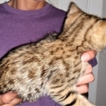 Savannah, F-2B, Male, BST, Adonis, DOB 6-2-19