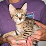 Savannah, F-2B, Male, BST, Adonis, DOB 6-2-19