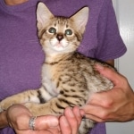 Savannah, F-2B, Male, BST, Adonis, DOB 6-2-19