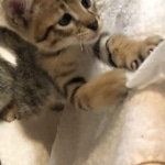 Savannah, F-2B, Male, BST, Adonis, DOB 6-2-19