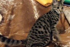 Shasta Savannah F-2B, Dark, BST female DOB 3-15-19