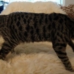 Shasta, Savannah, F-2, BST, Female, DOB 3-15-19