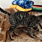 Shasta, Savannah, F-2, BST, Female, DOB 3-15-19