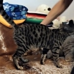 Shasta, Savannah, F-2, BST, Female, DOB 3-15-19