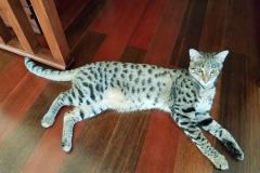 Nala Savannah F-2B female Brown Spotted DOB 1-2-16