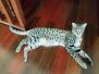 Nala Savannah F-2B female Brown Spotted DOB 1-2-16