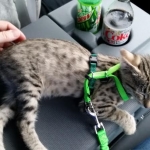 Nala, Savannah, F-2B, Female, Brown Spotted, DOB 1-2-16