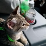 Nala, Savannah, F-2B, Female, Brown Spotted, DOB 1-2-16