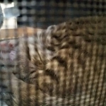 Nala, Savannah, F-2B, Female, Brown Spotted, DOB 1-2-16