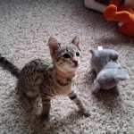 Nala, Savannah, F-2B, Female, Brown Spotted, DOB 1-2-16