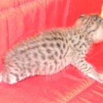 Savannah, F-2B, Female, Brown Spotted, DOB 1-2-16