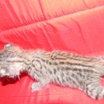 Savannah, F-2B, Female, Brown Spotted, DOB 1-2-16