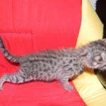 Savannah, F-2B, Female, Brown Spotted, DOB 1-2-16