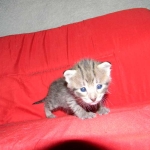 Savannah, F-2B, Female, Brown Spotted, DOB 1-2-16