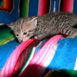 Savannah, F-2B, Female, Brown Spotted, DOB 1-2-16