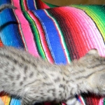 Savannah, F-2B, Female, Brown Spotted, DOB 1-2-16