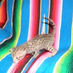 Savannah, F-2B, Female, Brown Spotted, DOB 1-2-16