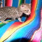 Savannah, F-2B, Female, Brown Spotted, DOB 1-2-16