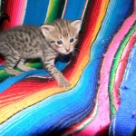 Savannah, F-2B, Female, Brown Spotted, DOB 1-2-16