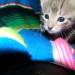 Savannah, F-2B, Female, Brown Spotted, DOB 1-2-16