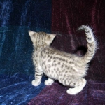 Savannah, F-2B, Female, Brown Spotted, DOB 1-2-16