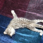 Savannah, F-2B, Female, Brown Spotted, DOB 1-2-16