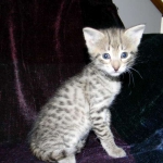 Savannah, F-2B, Female, Brown Spotted, DOB 1-2-16