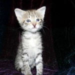 Savannah, F-2B, Female, Brown Spotted, DOB 1-2-16