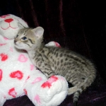 Savannah, F-2B, Female, Brown Spotted, DOB 1-2-16