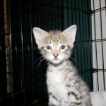 Savannah, F-2B, Female, Brown Spotted, DOB 1-2-16