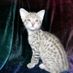 Savannah, F-2B, Female, Brown Spotted, DOB 1-2-16