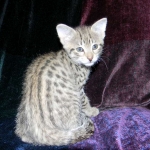 Savannah, F-2B, Female, Brown Spotted, DOB 1-2-16