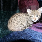 Savannah, F-2B, Female, Brown Spotted, DOB 1-2-16