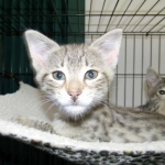 Savannah, F-2B, Female, Brown Spotted, DOB 1-2-16