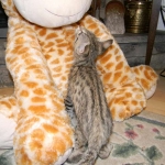 Savannah, F-2B, Female, Brown Spotted, DOB 1-2-16