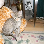 Savannah, F-2B, Female, Brown Spotted, DOB 1-2-16