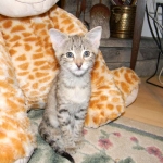 Nala, Savannah, F-2B, Female, Brown Spotted, DOB 1-2-16