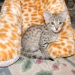 Savannah, F-2B, Female, Brown Spotted, DOB 1-2-16