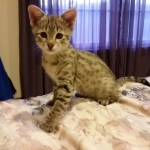 Nala, Savannah, F-2B, Female, Brown Spotted, DOB 1-2-16