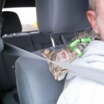 Nala, Savannah, F-2B, Female, Brown Spotted, DOB 1-2-16