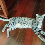 Nala, Savannah, F-2B, Female, Brown Spotted, DOB 1-2-16