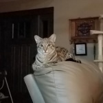 Nala, Savannah, F-2B, Female, Brown Spotted, DOB 1-2-16