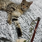 Nala, Savannah, F-2B, Female, Brown Spotted, DOB 1-2-16