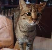 Gypsy, Savannah F-2B Female Brown Spotted DOB 2-9-21