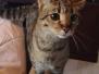Gypsy, Savannah F-2B Female Brown Spotted DOB 2-9-21