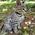 Gypsy, F-2B Savannah girl