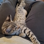 Gypsy, F-2B Savannah girl